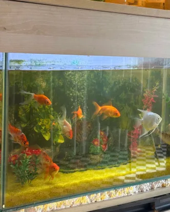 Aqua Zone